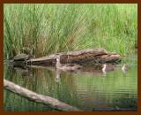 watersnake-woodduck-turtle-5-9-07cl1b.jpg