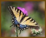 eastern tiger swallowtail-5-17-12-622b.JPG