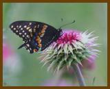 black swallowtail-5-11-12-860b.JPG