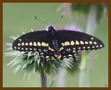 black swallowtail-5-11-12-869b.JPG