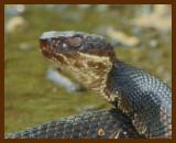 cottonmouth 4-14-06-cl1.jpg