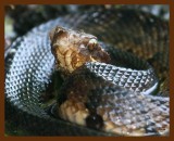 cottonmouth 7-25-08-442.jpg