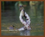cottonmouth 8-27-10-887.jpg