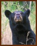 black bear 7-11-09-4d919b.jpg