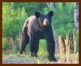 black bear 7-24-09-4d286b.jpg