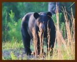 black bear 7-24-09-4d295b.jpg