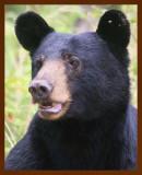 black bear 7-21-09-4d407b.jpg