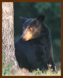 black bear 7-10-09-4d517b.jpg