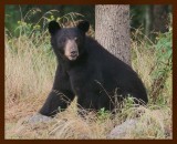 black bear 7-6-09-4d105b.jpg