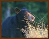 black bear 7-10-09-4d574b.jpg