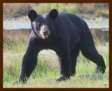 black bear 7-20-09-4d033b.jpg