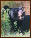 black bear 7-20-09-4d974b.jpg