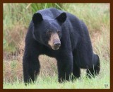 black bear 7-21-09-4d241b.jpg