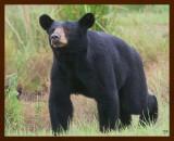 black bear 7-21-09-4d242b.jpg