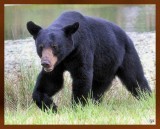 black bear 7-21-09-4d304b.jpg