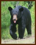 black bear 7-21-09-4d558b.jpg
