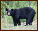 black bear 7-21-09-4d687b.jpg