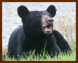black bear 7-22-09-4d840b.jpg