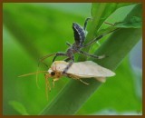 wheel bug-moth-5-20-12-415b.JPG