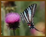 zebra swallowtail-6-3-12-416b.JPG