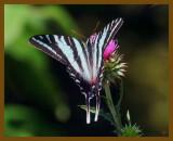 zebra swallowtail-6-3-12-409b.JPG