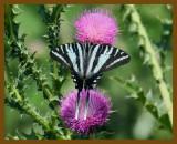 zebra swallowtail-6-3-12-292b.JPG