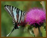 zebra swallowtail-6-3-12-375b.JPG