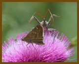 wheel bug-skipper-6-13-12-432b.JPG