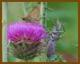 wheel bug-skipper-6-13-12-191b.JPG