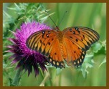 gulf fritillary-6-7-12-756b.JPG