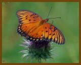 gulf fritillary-6-7-12-684b.JPG