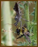 wheel bug-bee-6-13-12-513c1b.JPG
