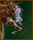 wheel bug-grasshopper-6-15-12-233c1b.JPG