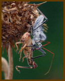 wheel bug-grasshopper-6-15-12-229c1b.JPG