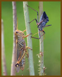 wheel bug-grasshopper-6-16-12-353c1b.JPG