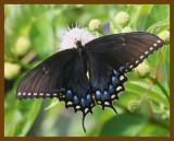 eastern tiger swallowtail-6-16-12-455b.JPG
