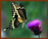 giant swallowtail-6-7-12-129b.JPG