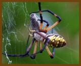 spider-butterfly-6-25-12-924b.JPG