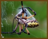 spider-butterfly-6-25-12-916b.JPG