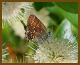 juniper hairstreak-6-26-12-746rb.JPG