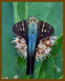 long-tailed skipper-6-29-12-481c1b.JPG