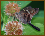 long-tailed skipper-6-29-12-477b.JPG