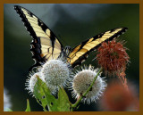 eastern tiger swallowtail-6-26-12-509b.JPG