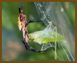 spider-katydid-6-26-12-158b.JPG