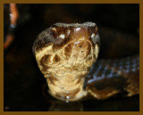 cottonmouth-7-5-12-544b.JPG