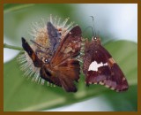 wheel bug-skippers-7-1-12-828b.JPG