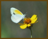 dainty sulphur-7-1-12-930b.JPG
