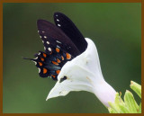 spicebush swallowtail-7-7-12-739b.JPG