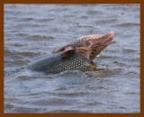 armadillo 6-4-08-4d975b.jpg