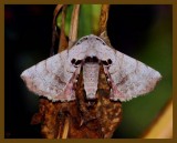 spotted apatelode-7-11-12-676b.JPG